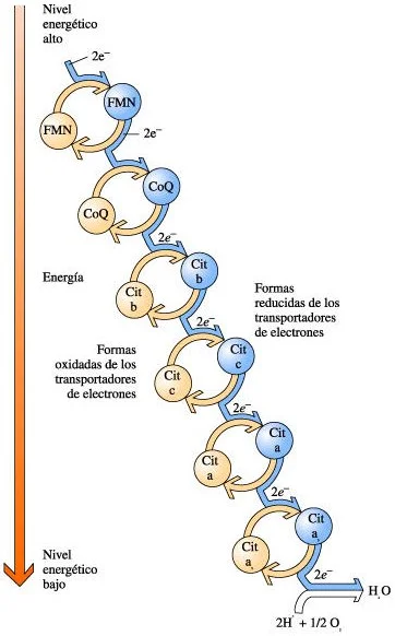 Representación esquemática de la cadena transportadora de electrones