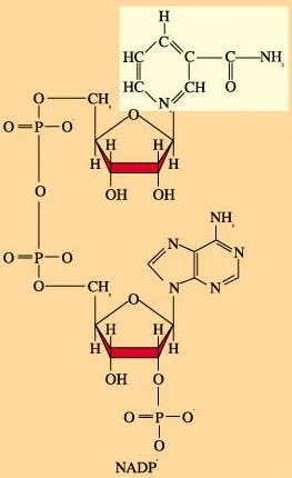Esquema de la molécula de NADP