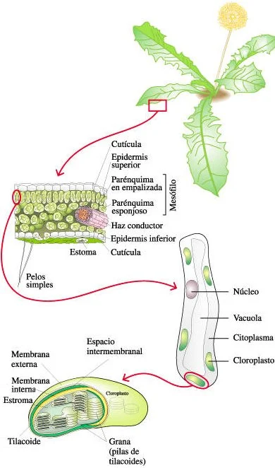 Viaje dentro de un cloroplasto