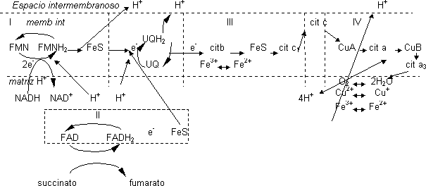 Orientación en la membrana y bombeo de hidrógeno